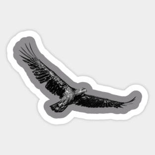 young eagle soaring up high Sticker